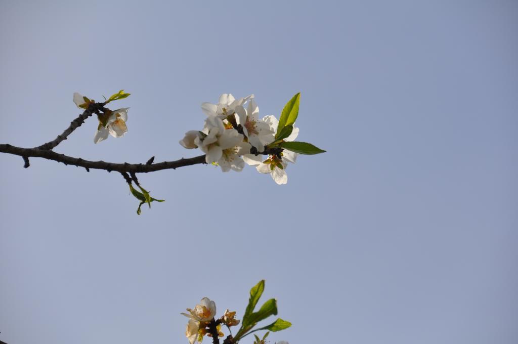 Can Porreti Agroturisme 로레트데비스타알레그레 외부 사진